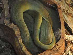 Фото Papuan python