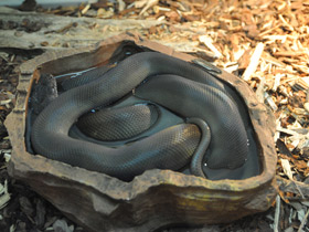 Фото Papuan python