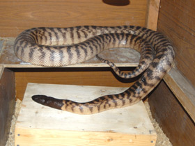 Фото Black-headed python