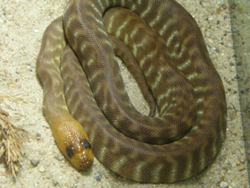 Фото Woma