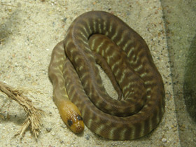 Фото Woma