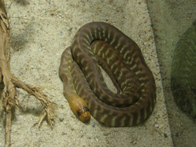 Фото Woma