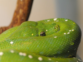 Фото Green tree python