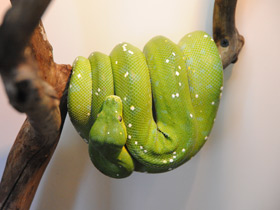 Фото Green tree python
