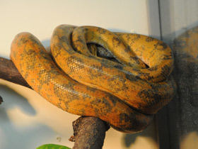 Фото Amazon tree boa
