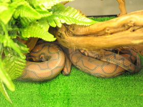 Фото Brazilian Rainbow Boa