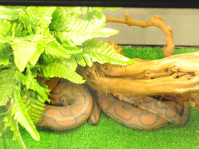 Фото Brazilian Rainbow Boa