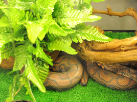 Фото Brazilian Rainbow Boa