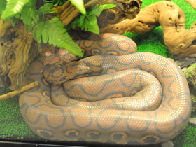 Фото Brazilian Rainbow Boa