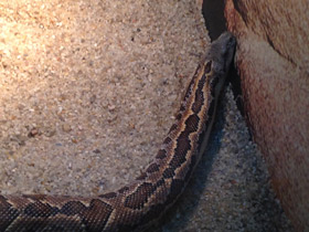Фото Rough-scaled sand boa
