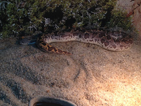 Фото Rough-scaled sand boa