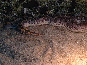Фото Rough-scaled sand boa