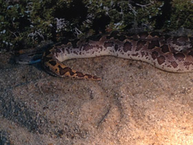 Фото Rough-scaled sand boa