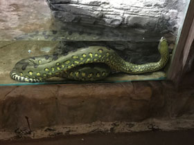 Фото Green anaconda
