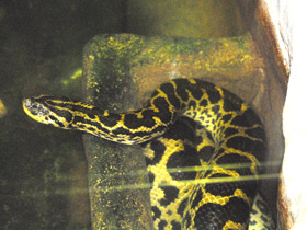 Фото Yellow anaconda