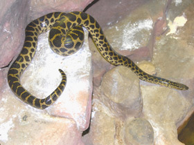 Фото Anaconda amarilla