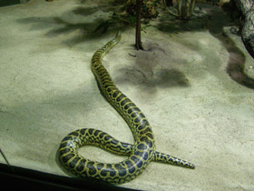 Фото Anaconda amarilla