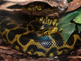 Фото Yellow anaconda