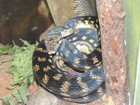 Фото Amethystine python