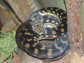 Фото Amethystine python