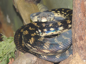 Фото Amethystine python