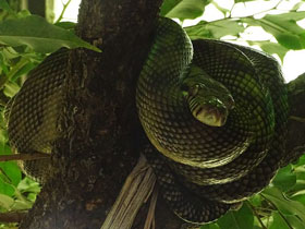 Фото Amethystine python