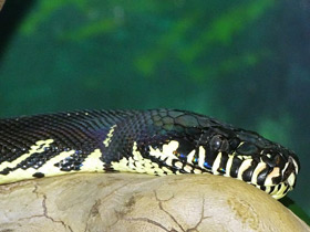 Фото Boelen's python