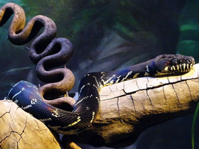 Фото Boelen's python