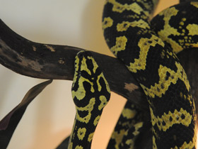 Фото Jungle carpet python