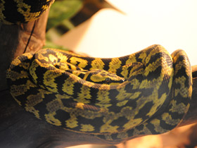 Фото Jungle carpet python