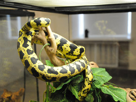 Фото Jungle carpet python