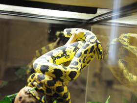 Фото Jungle carpet python