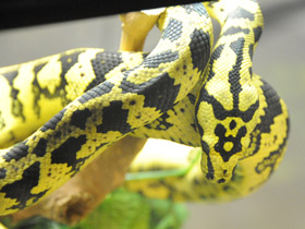 Фото Jungle carpet python