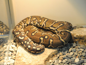 Фото Anchieta's dwarf python