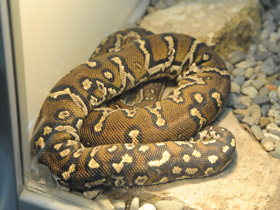 Фото Anchieta's dwarf python