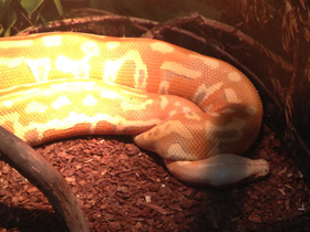 Фото Red blood python