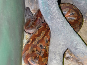 Фото Sumatran short-tailed python