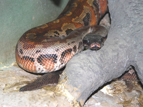 Фото Sumatran short-tailed python