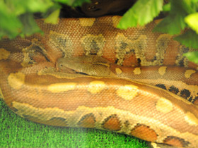 Фото Sumatran short-tailed python