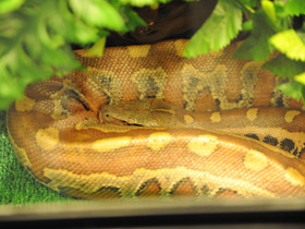 Фото Sumatran short-tailed python