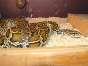 Фото Indian python