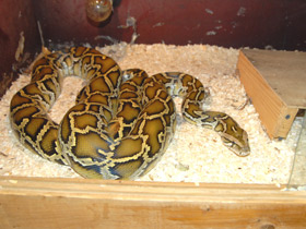 Фото Indian python