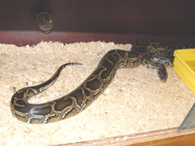 Фото Indian python