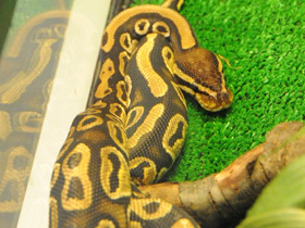 Фото Ball python
