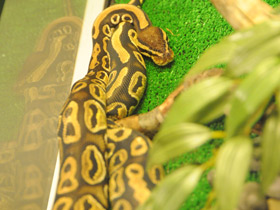 Фото Ball python