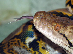 Фото Reticulated python