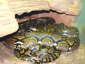 Фото Reticulated python
