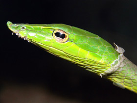 Фото Asian Vine Snake