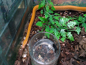 Фото African house snake
