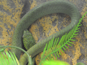 Фото Green Cat Snake